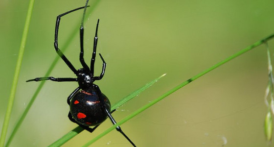 The (typographic) problem with the spider bite