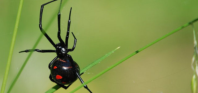 The (typographic) problem with the spider bite